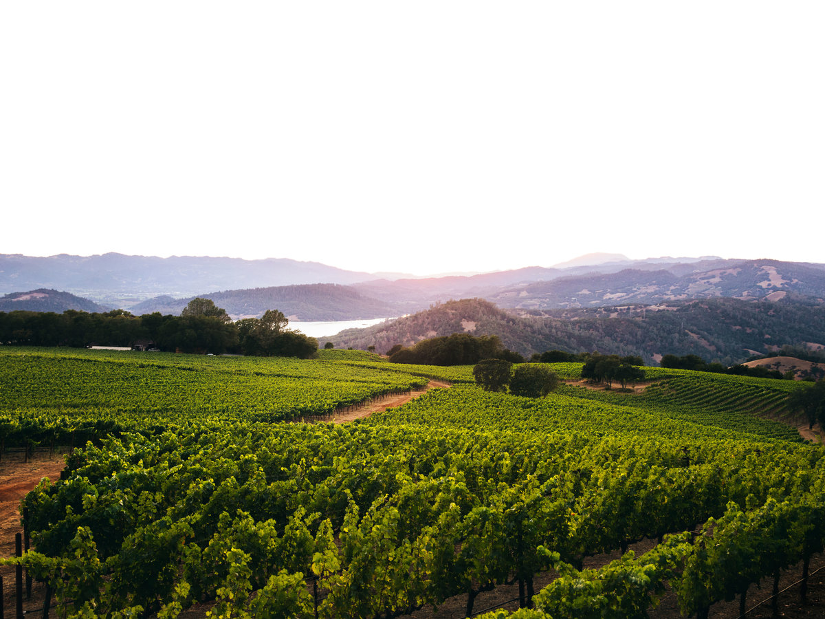 Wine Country Watercolor Napa Valley golden star farms in the Vineyard Print