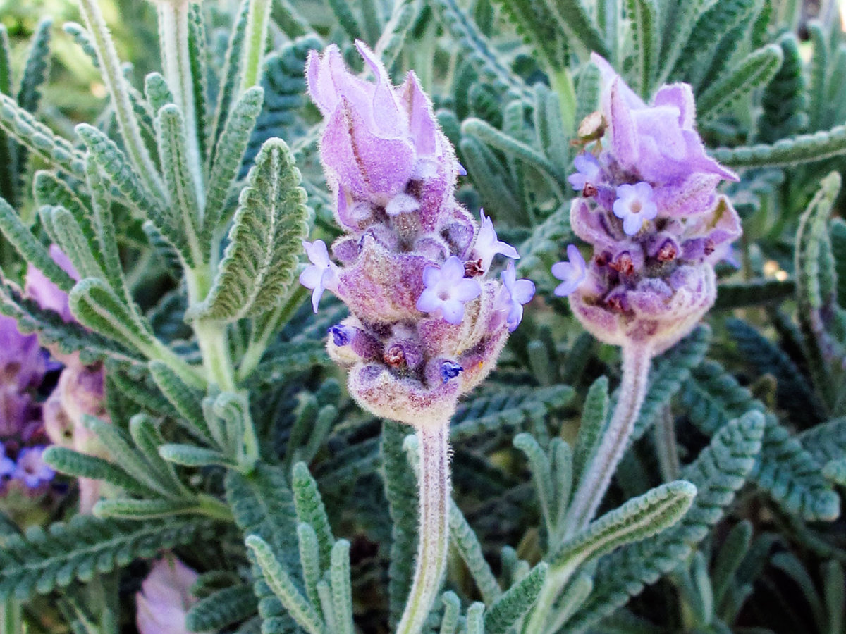 Your Ultimate Guide To Planting And Growing Aromatic Lavender Sunset Sunset Magazine