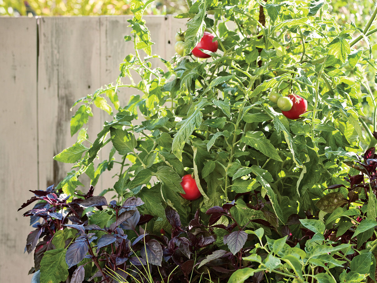 Plant a One-Pot Vegetable Garden