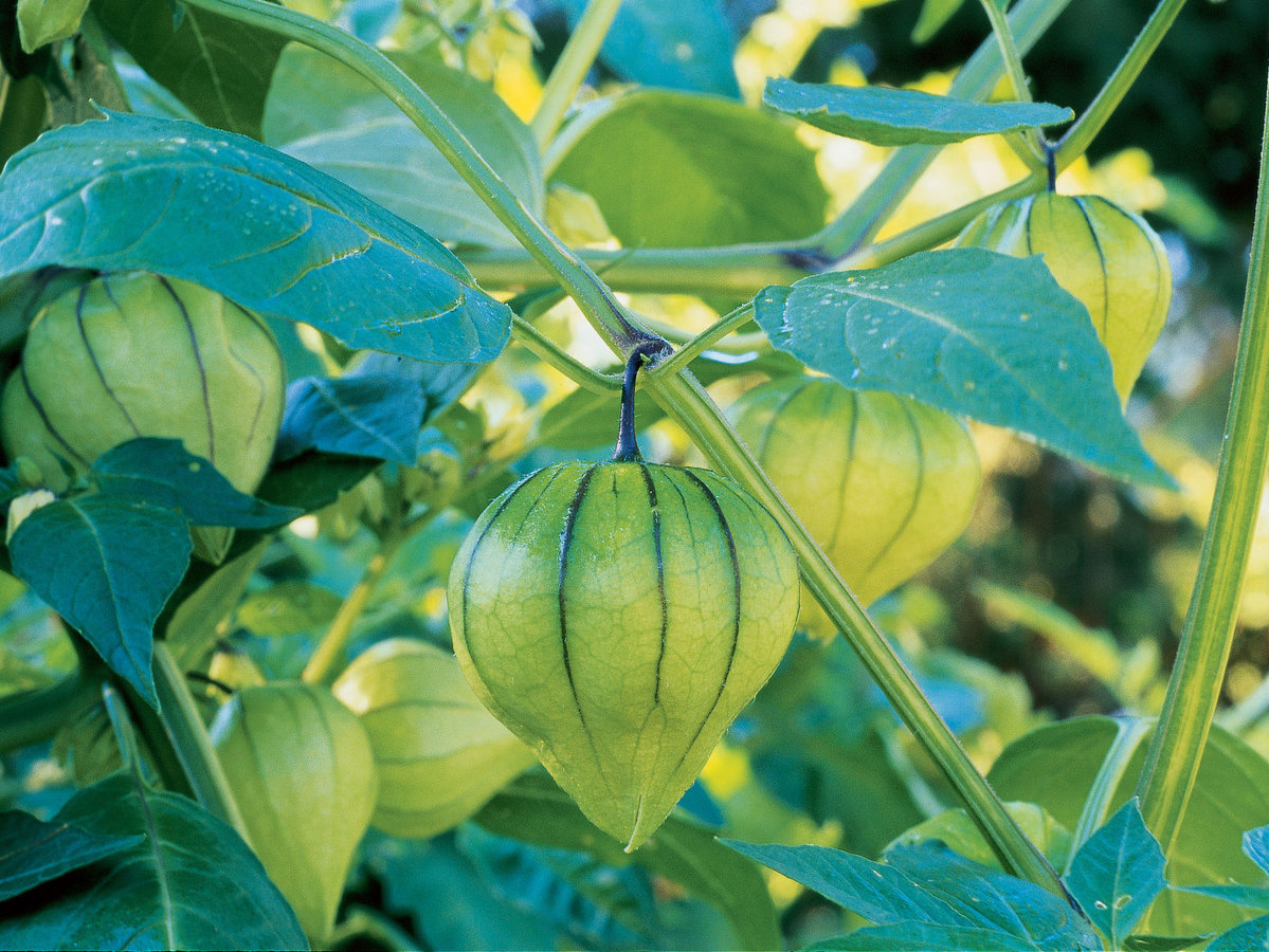 garden with tomatillos