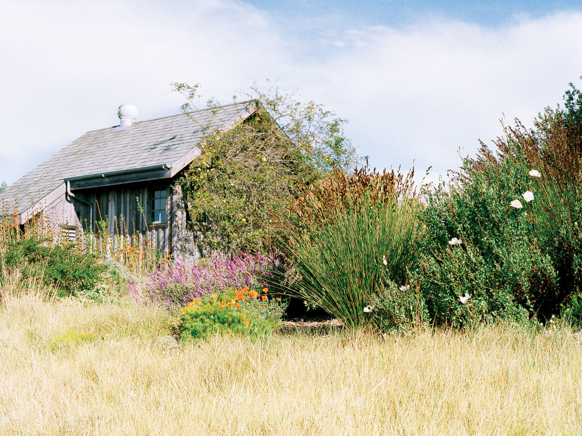 Wild about grasses - Sunset Magazine