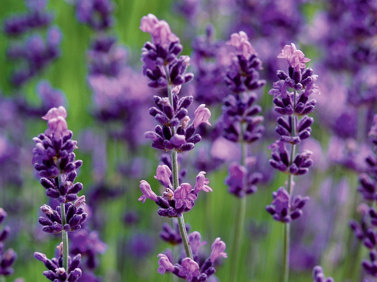 Choose the right varieties of lavender 