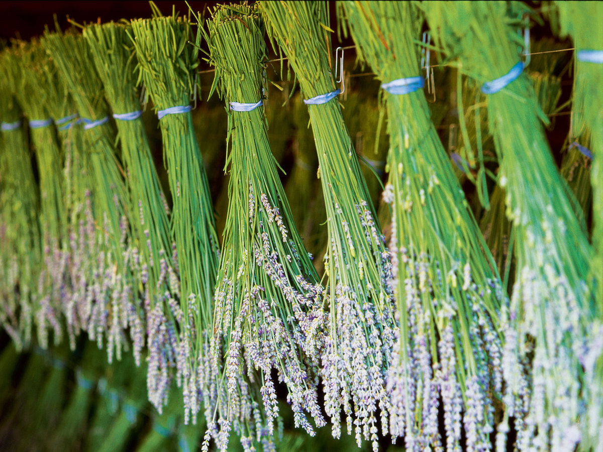 Lavender Growing Guide, Tui