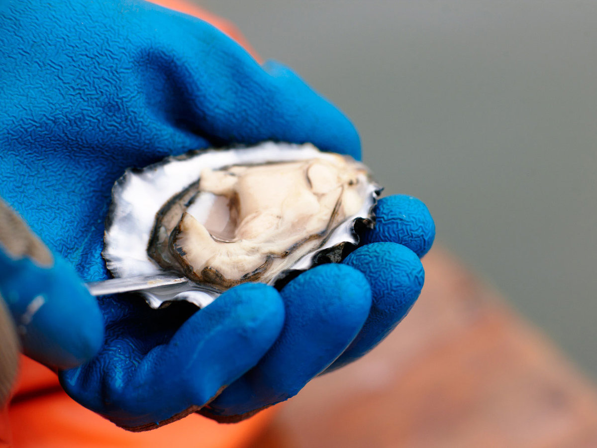 Pacific Gold oyster
