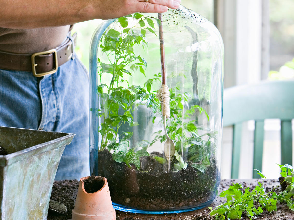 maidenhair fern terrarium