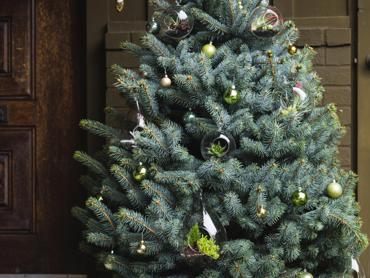 The Best Living Christmas Trees for a Festive Holiday Season - Sunset