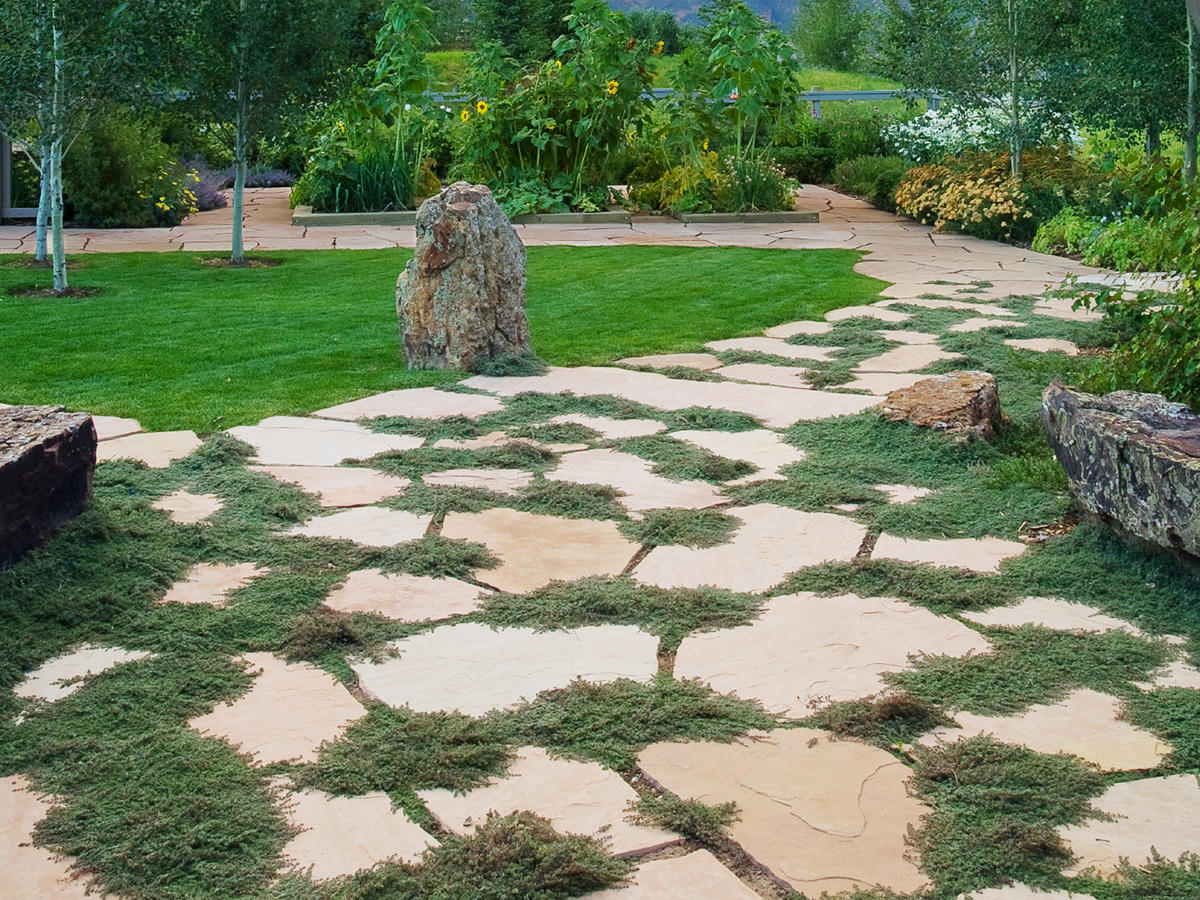 Backyard ground cover