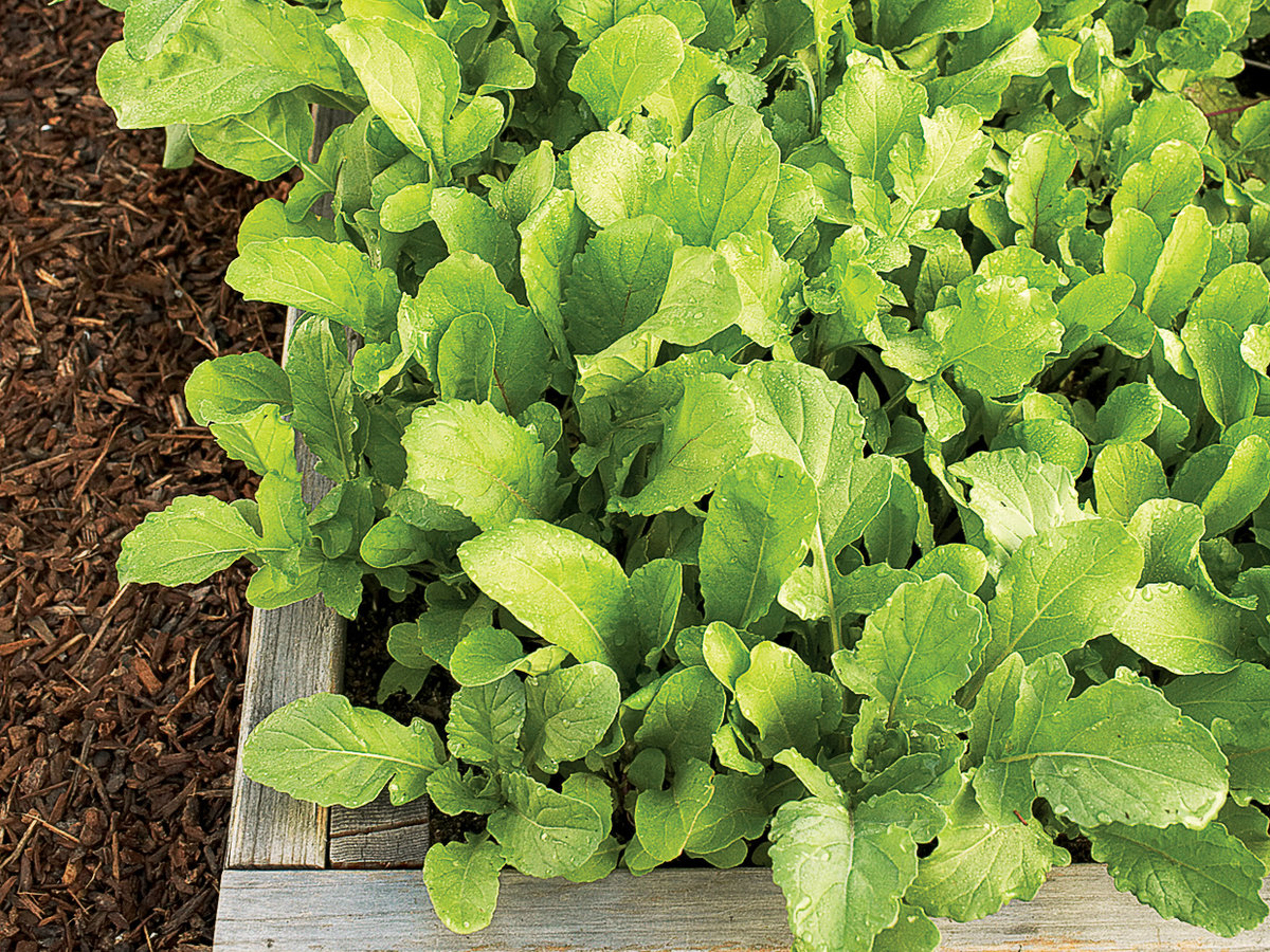 Greens you'll love to grow