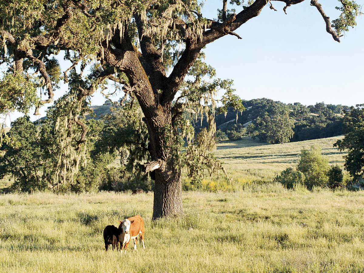 Paso Robles Travel Guide Sunset Magazine