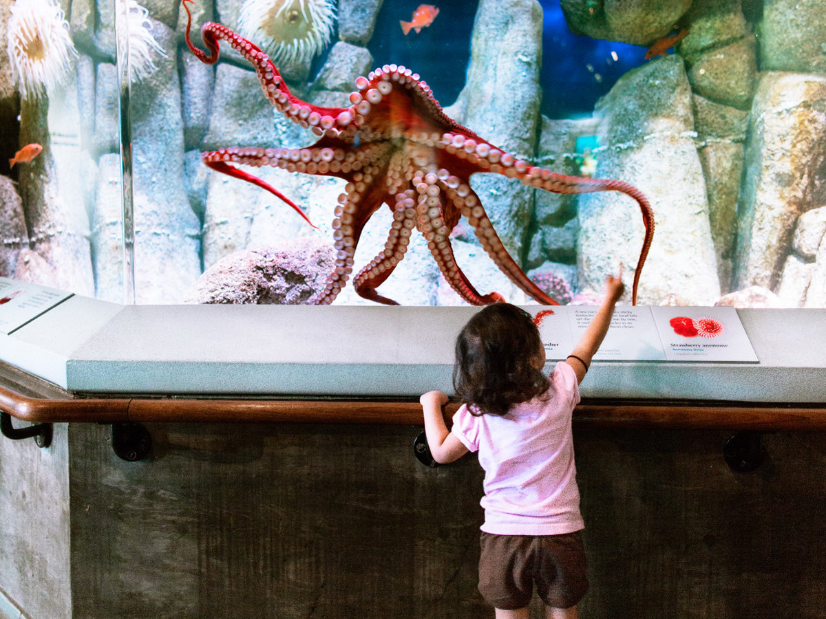 Monterey Bay Aquarium octopus