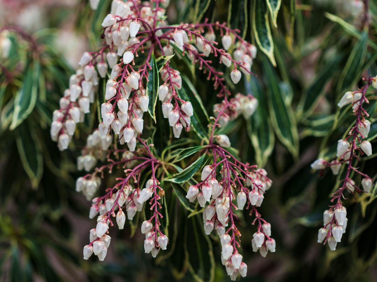 Pieris Lily Of The Valley Shrub Pieris Japonica Sunset Magazine