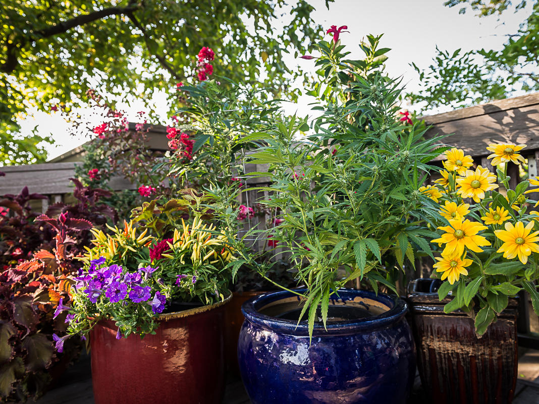 how to grow marijuana in a container