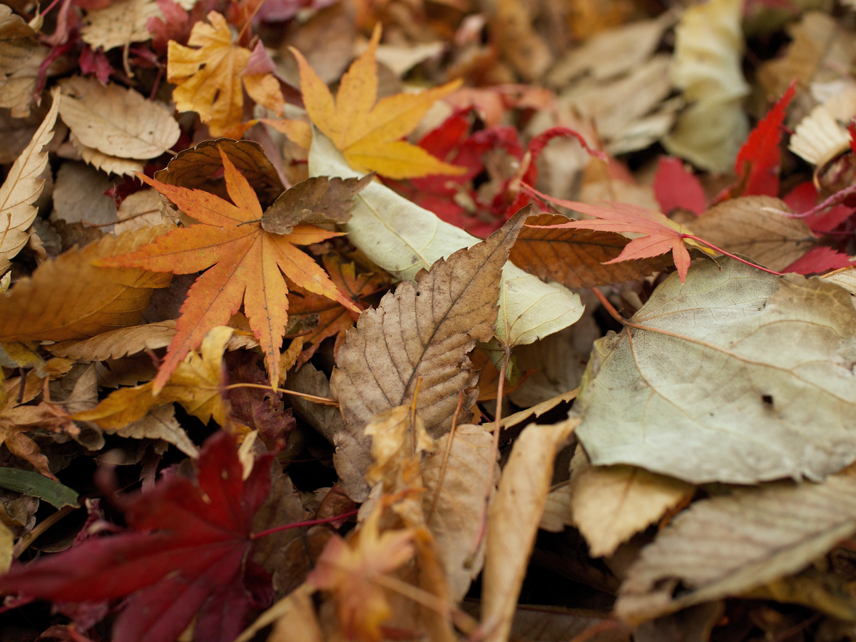 Leaf Mold