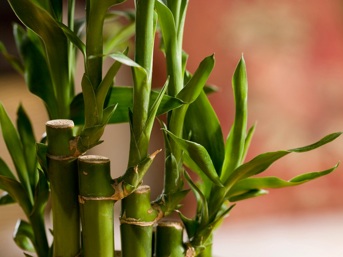 Bamboo plants for garden Idea