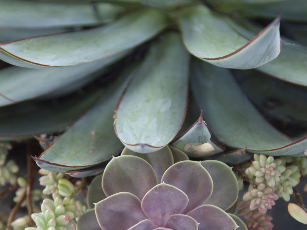 How to Keep Your Succulents Alive & Thriving: Easy Tips - Sunset - Sunset Magazine1200 x 900