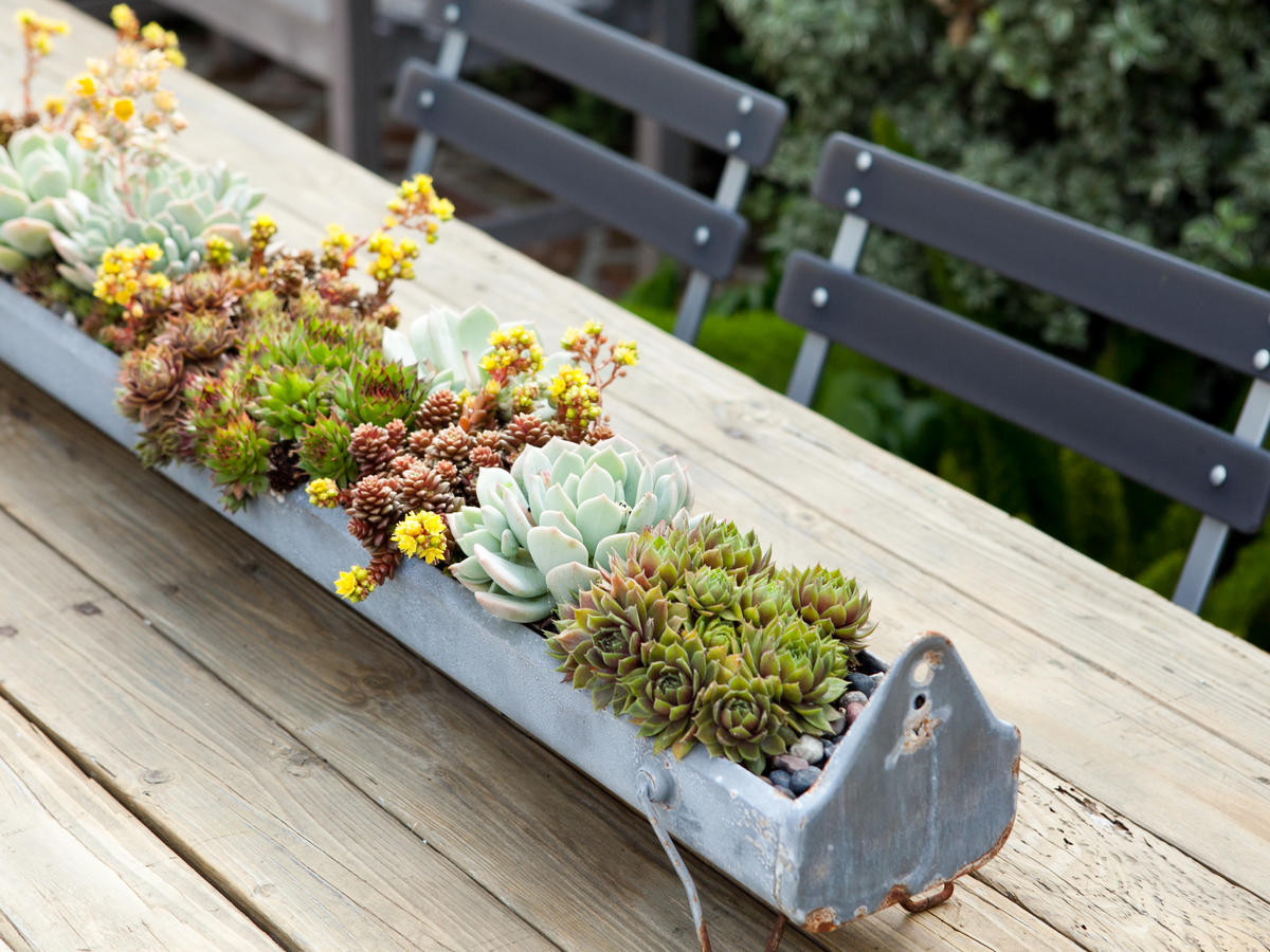 8 Foolproof Ways to Keep Your Succulents Alive