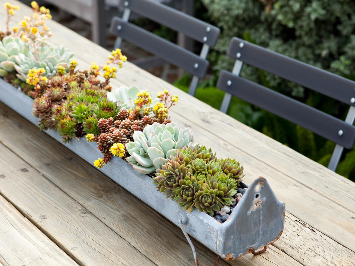 How To Keep Your Succulents Alive Thriving Easy Tips Sunset Sunset Magazine