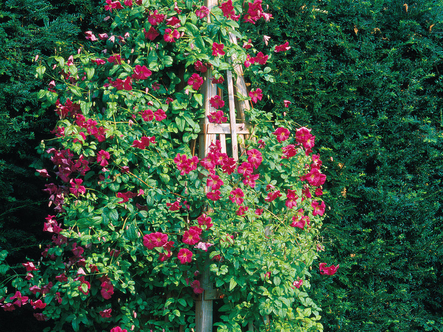 How To Make A Great Garden Trellis Or Arbor Sunset Magazine Home Garden
