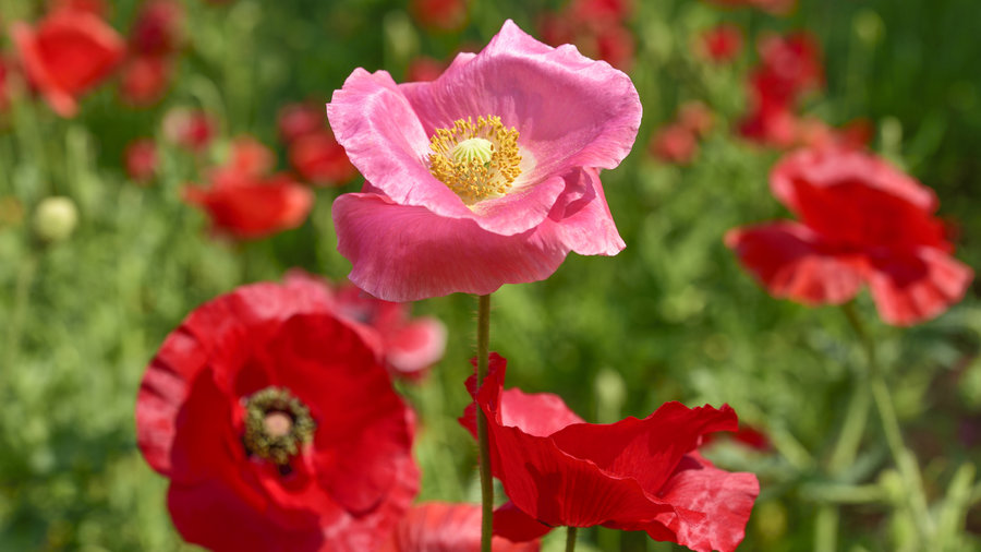 Ten Popular Poppies and How to Grow Them — Sunset Magazine