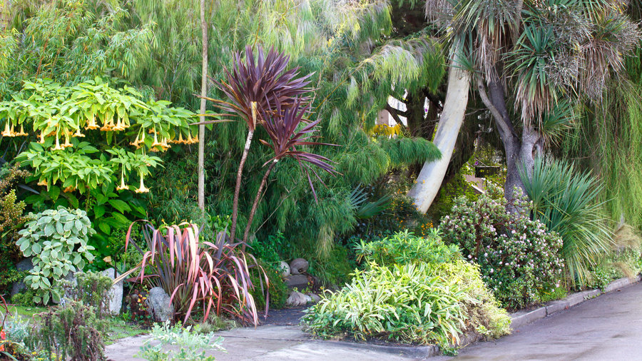 How to Divide Perennials