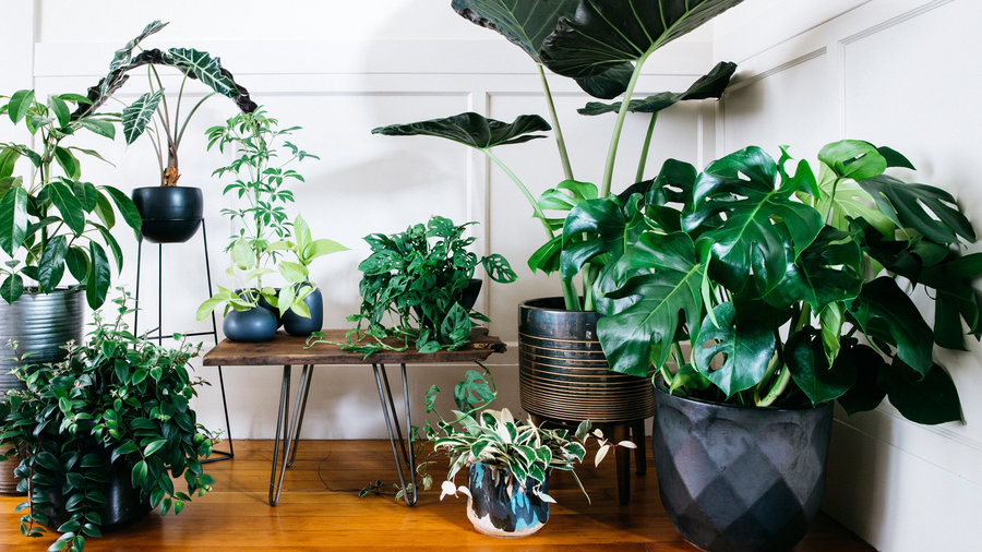 Designing with Potted Plants - Sunset Magazine