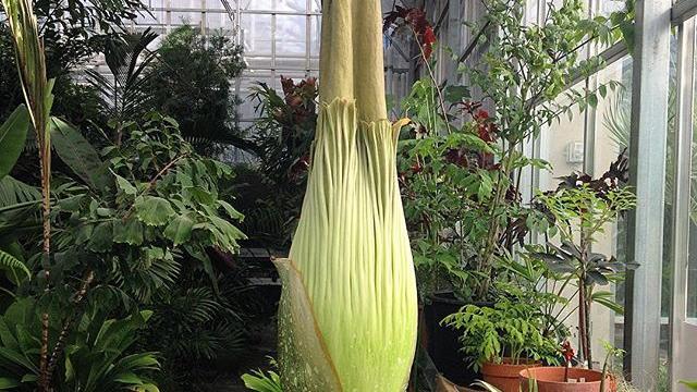 Rare corpse flower to bloom in Denver