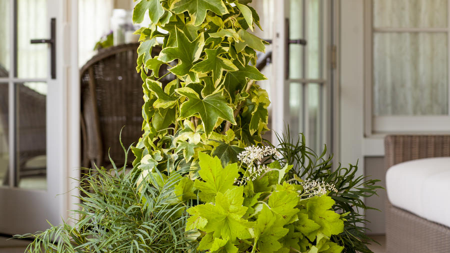 5 tips for using containers in your landscape designs
