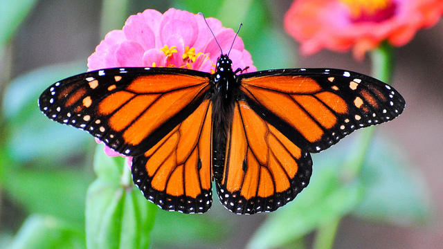 Visit La Monarca Bakery, help save the monarchs