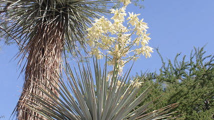 Save water: plant a yucca