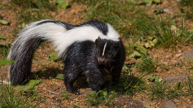 A skunk in the henhouse