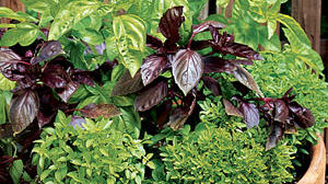 Plant a Pot of Pesto
