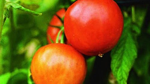 Tomato