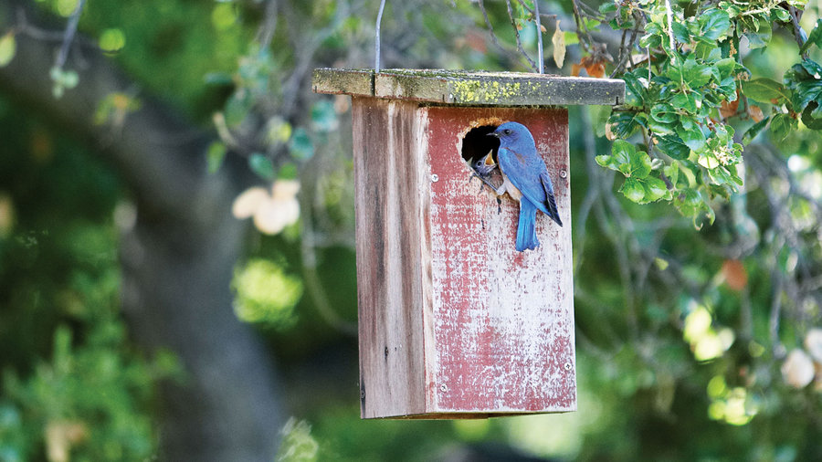 Adorable Bird Houses Sunset Magazine