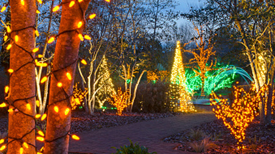 Christmas Lights Deciduous Trees 2021