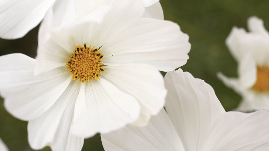 cosmos-c-bipinnatus