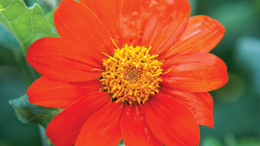 mexican-sunflower-tithonia-rotendifolia