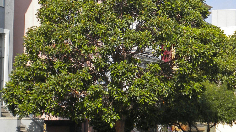 13 Best Street Trees for San Francisco - Sunset Magazine ...