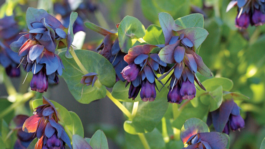 honeywort-cerinthe-purpurascens