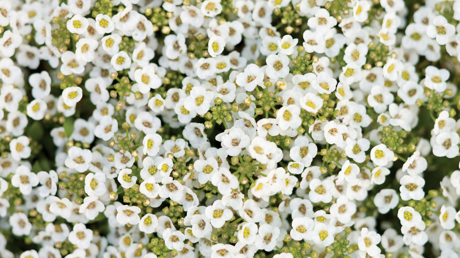 sweet-alyssum-lobularia-maritima