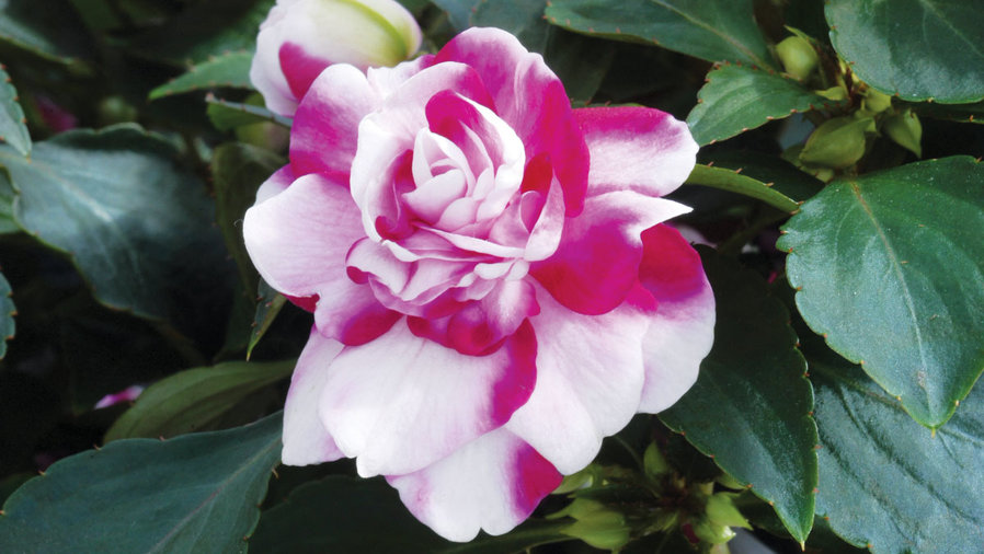 impatiens-i-balsameana-i-walleriana