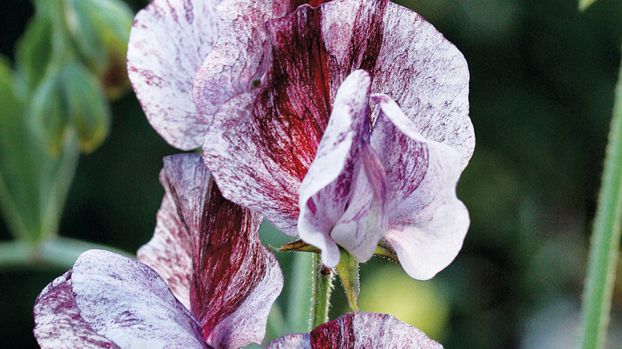 sweet-peas-lathyrus-odoratus