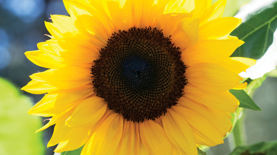 sunflowers-helianthus-annus