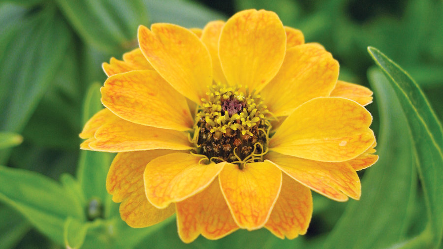 zinnia-peruviana