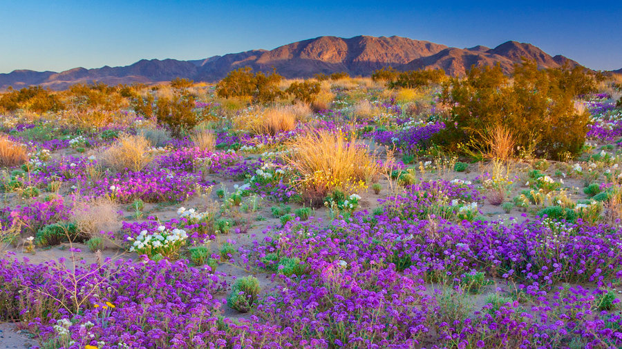 Download The Ultlimate Wildflower Road Trip In California For Summer Sunset Magazine