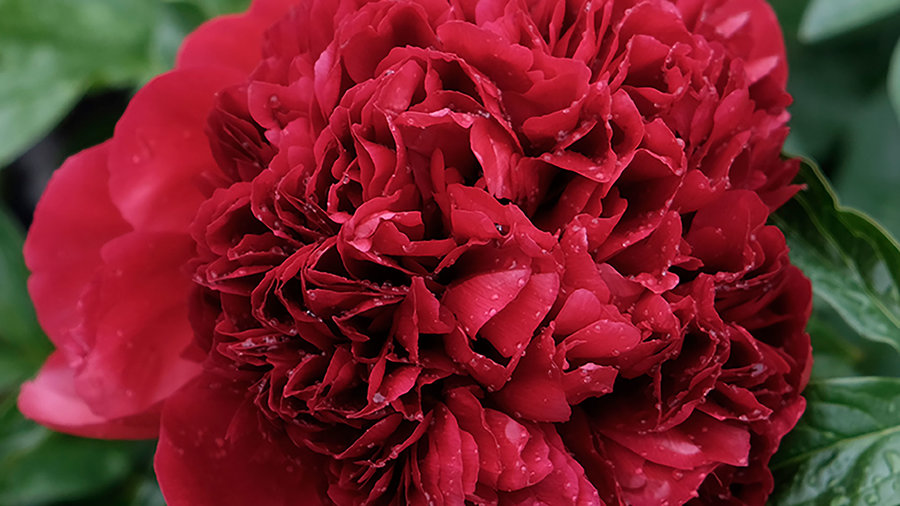 red-charm-herbaceous-peony