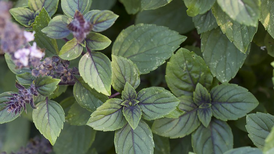 african-blue-basil