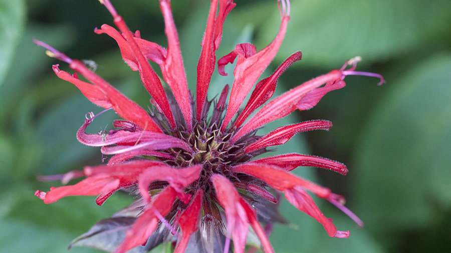 blue-stocking-bee-balm