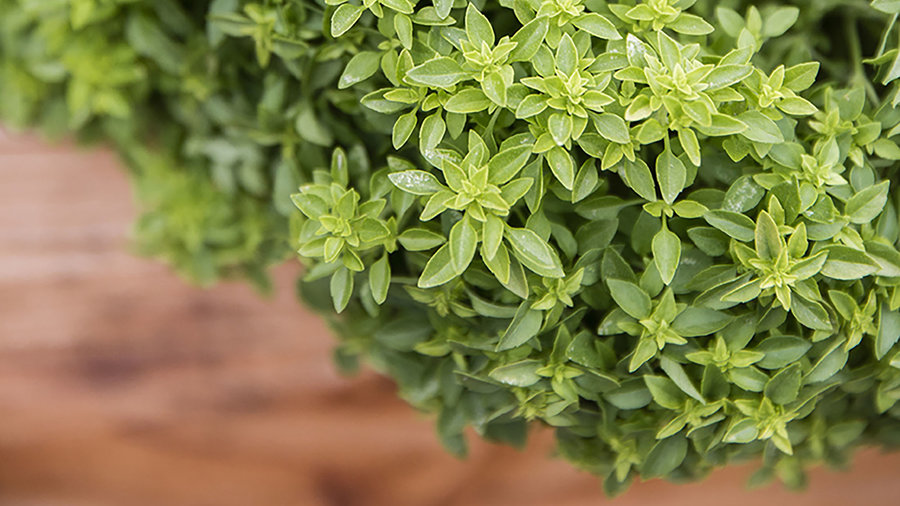 boxwood-basil