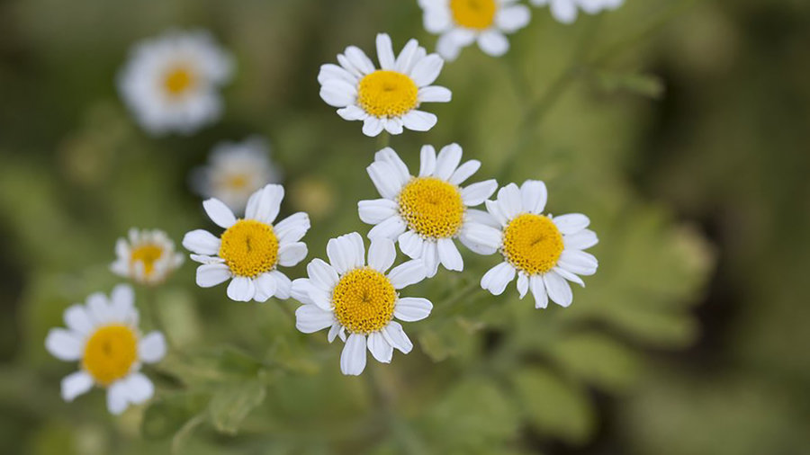 golden-feverfew