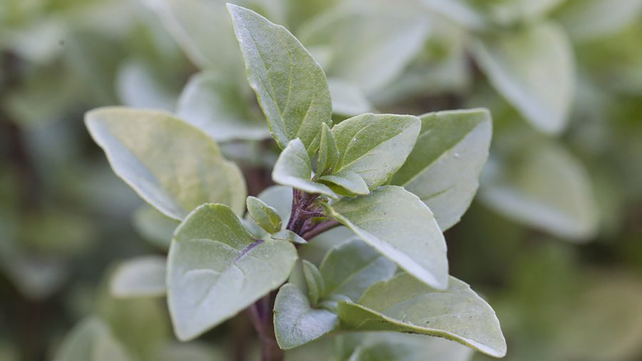 magic-mountain-basil